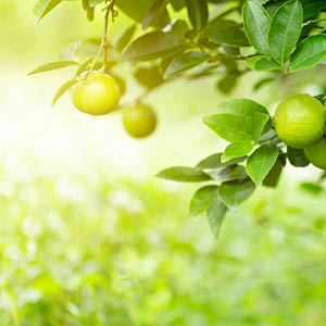 Lime & Vetiver